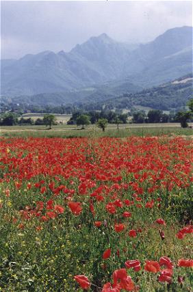 Poppies!