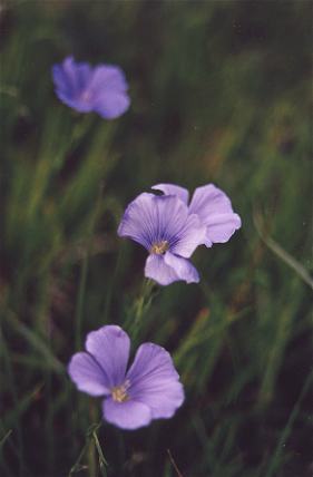 more flowers close up...