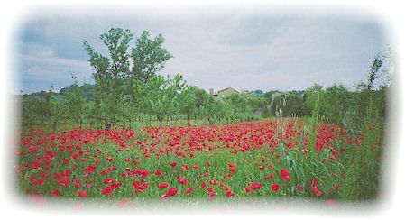 38f.jpg (Poppies at Asciano)